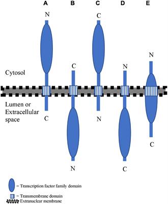 Proteolytic Activation of Plant Membrane-Bound Transcription Factors